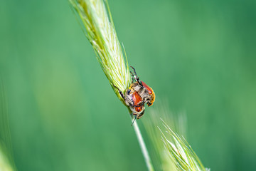 Bugs in the field of wheat