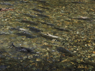 Salmon run