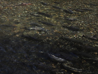 Salmon run