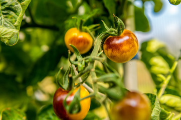Ripe small round yellow black tomatoes in a small greenhouse in the garden. Concept: healthy diet or vegetables