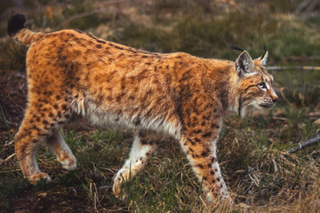Naklejka na ściany i meble Lynx in the Bohemian Forest