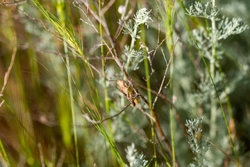 Bugs in the field of wheat