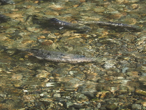 Salmon Run