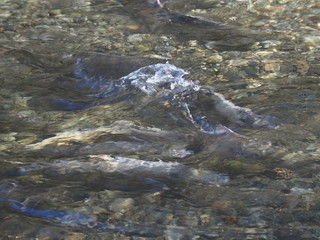 Salmon run