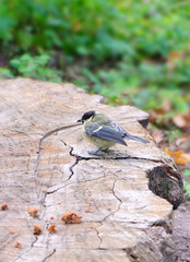 A tit in the forest on a stump pecks bread crumbs.