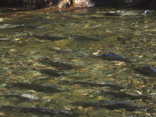 Salmon run