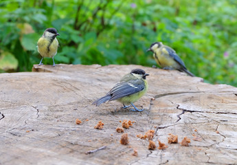 Tits in the woods on a stump peck bread crumbs.
