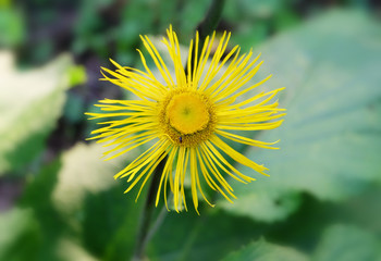 Decorative plant Elecampane (Ínula helénium) on a flower bed in a park in the summer.