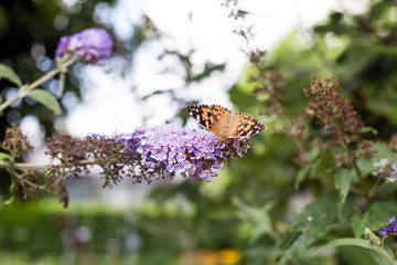 Closeup butterfly on flower (Common tiger butterfly)