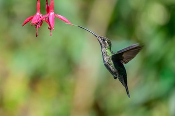 Blue hummingbird Violet Sabrewing flying next to beautiful red flower. Tinny bird fly in jungle. Wildlife in tropic Costa Rica. Two bird sucking nectar from bloom in the forest. Bird behaviour