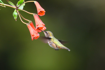 Fototapeta premium Blue hummingbird Violet Sabrewing flying next to beautiful red flower. Tinny bird fly in jungle. Wildlife in tropic Costa Rica. Two bird sucking nectar from bloom in the forest. Bird behaviour