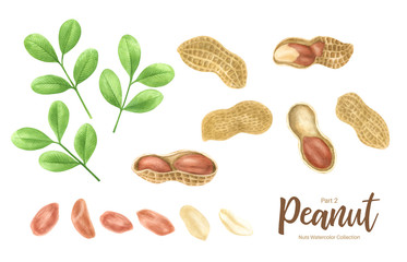 Peanut. Groundnut whole , halves, in shell and individual kernels isolated on white background set.Traditional and healthy peanut butter breakfast food. Watercolor illustration. - 282310182