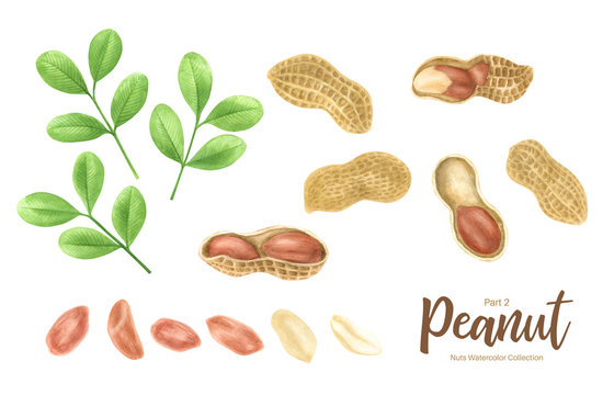 Peanut. Groundnut whole , halves, in shell and individual kernels isolated on white background set.Traditional and healthy peanut butter breakfast food. Watercolor illustration.