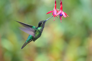 Blue hummingbird Violet Sabrewing flying next to beautiful red flower. Tinny bird fly in jungle. Wildlife in tropic Costa Rica. Two bird sucking nectar from bloom in the forest. Bird behaviour