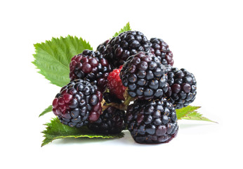 branch of ripe sweet blackberry isolated