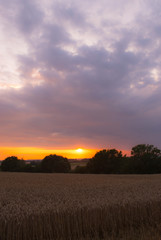 sunset over field