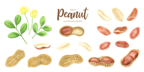 Peanut. Groundnut whole , halves, in shell and individual kernels isolated on white background set.Traditional and healthy peanut butter breakfast food. Watercolor illustration. - 282310535