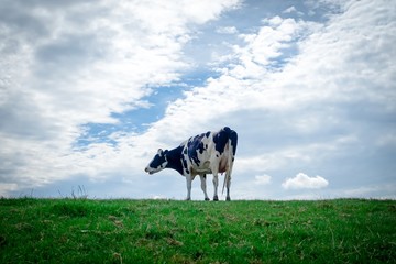 Fototapeta premium Eine Kuh alleine auf einer Weide