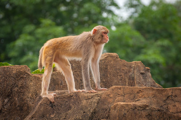 Adult macaque stands on top of a cliff.