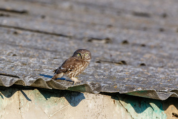 Little Owl (Athene noctua). Wild bird