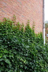 Ivy, hedera helix, evergreen climbing plant grows up on a brick wall