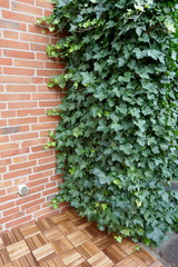 Ivy, hedera helix, evergreen climbing plant grows up on a brick wall
