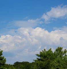 The white clouds in the sky over the trees.