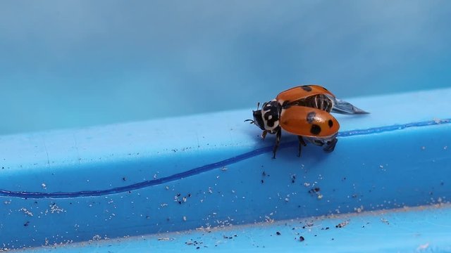 coccinelle a la sortie du bain