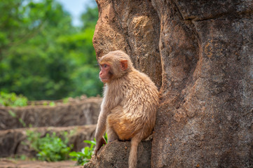 A baby macaque sits on a small ledge on a steep stone rock.