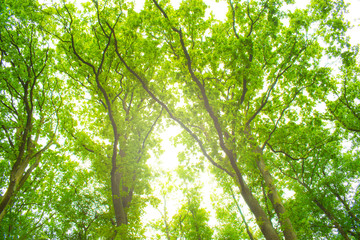green leaves of a tree, nature background