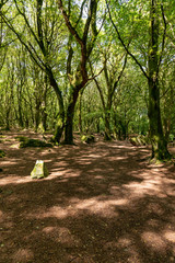 Trees and shadows in Barna woods