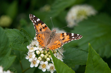 butterfly thistle. daytime beautiful butterfly. butterfly collects nectar.