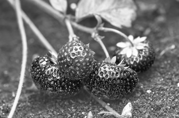 Strawberries in black and white