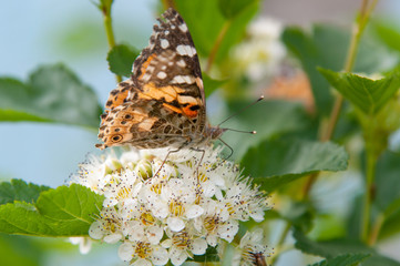 butterfly thistle. daytime beautiful butterfly. butterfly collects nectar.