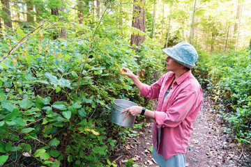 Woman picking huckleberries on forest trail in British Columbia Canada