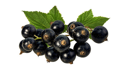 Fresh black-currants with leaf isolated on white background with clipping path