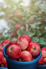 A bucket of freshly picked apples in the garden on apple trees background