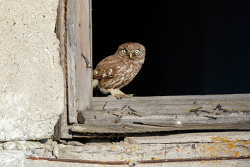 Little Owl (Athene noctua). Wild bird