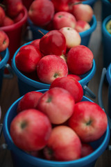 A bucket of freshly picked organic apples. Harvest concept