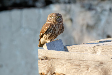 Little Owl (Athene noctua). Wild bird