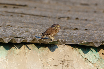 Little Owl (Athene noctua). Wild bird