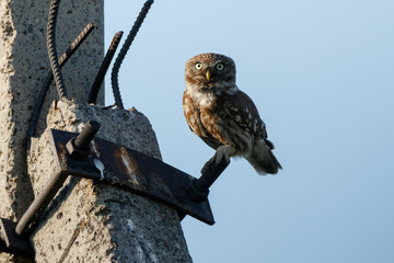 Little Owl (Athene noctua). Wild bird