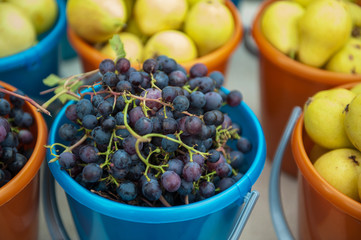 A bucket of freshly picked organic grapes. Harvest concept