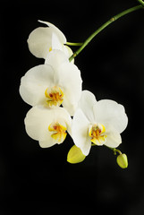 Orchid flowers against black