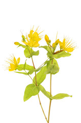 Fototapeta premium St Johns-wort flowers and foliage