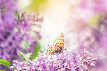 Beautiful pink violet lilac syringa flowers and fluttering butterfly on nature outdoors, close-up macro. Magic artistic image. Toned in sunny light tones.