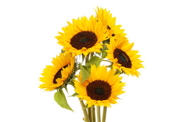 Sunflowers against white