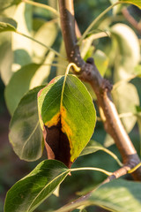 Sick Pear Leaf Which Indicates That Treatment Is Required