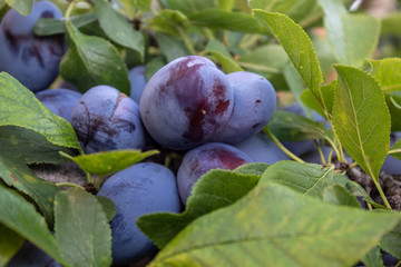 Plum Branch With Ripe Fruits