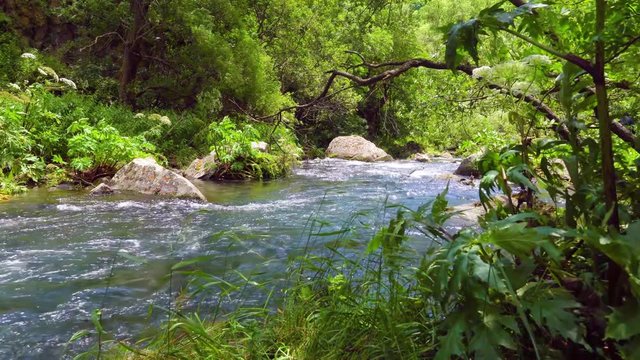 Mysterious mountainous jungle with trees bent over a rapid stream with rapids. Magical landscape of rainforest and river with rocks. . Georgia, Dashbashi.